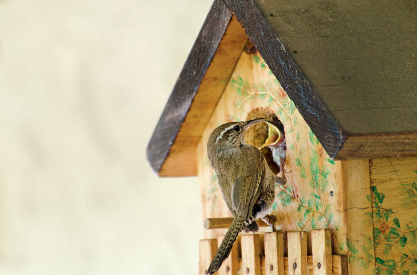 bird feeding