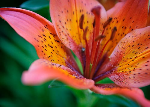 God Still Clothes the Lilies: 10 Lessons for Seasons of Uncertainty