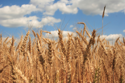 wheat as a result of seeds